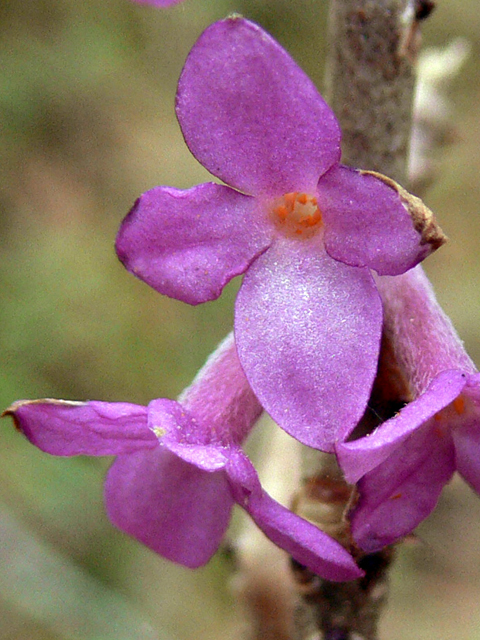 Գայլահատ մահացու - Волчеягодник смертельный - Daphne mezereum L.